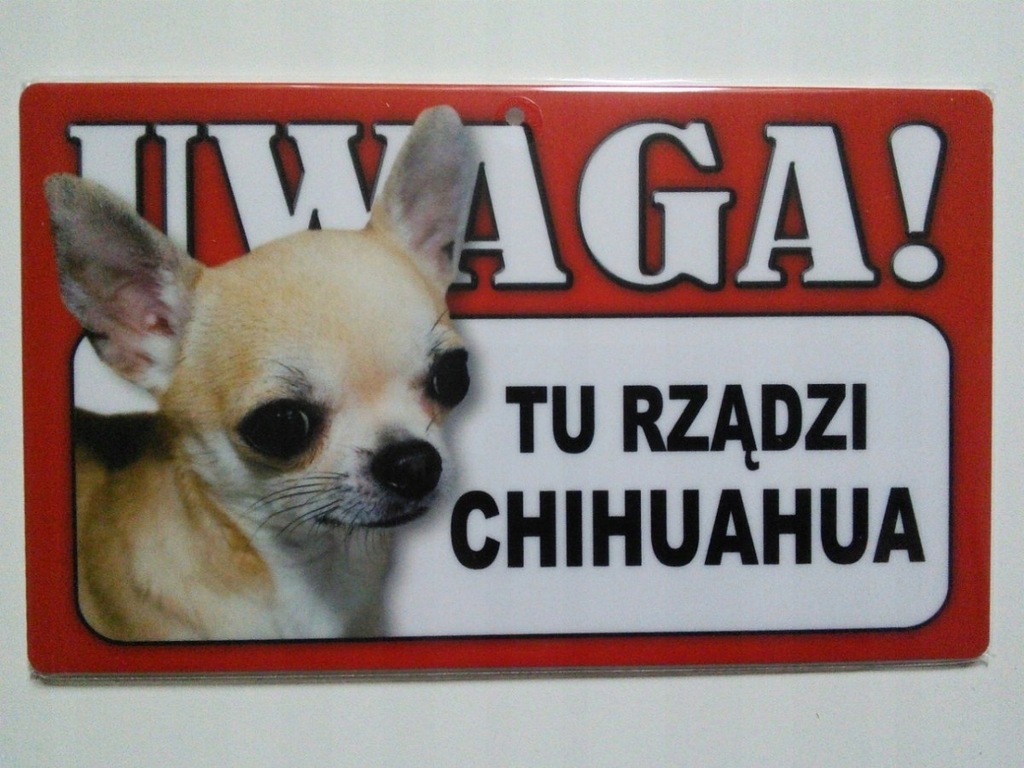 Tabliczka ostrzegawcza UWAGA TU RZĄDZI CHIHUAHUA