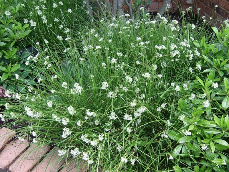 kosmatka śnieżna luzula nivea - Byliny Farm