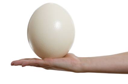 Jaja strusie - 7217474092 - oficjalne archiwum Allegro