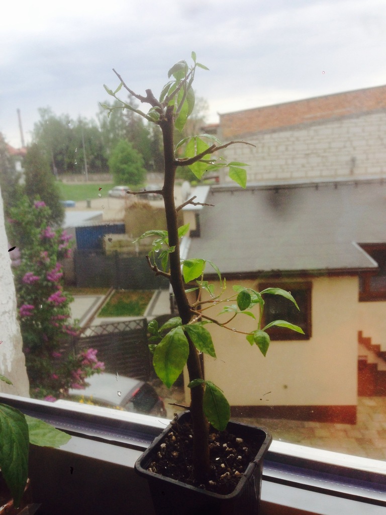 Balsamowiec Corkwood Nowo odkryty gatunek SADZONKA