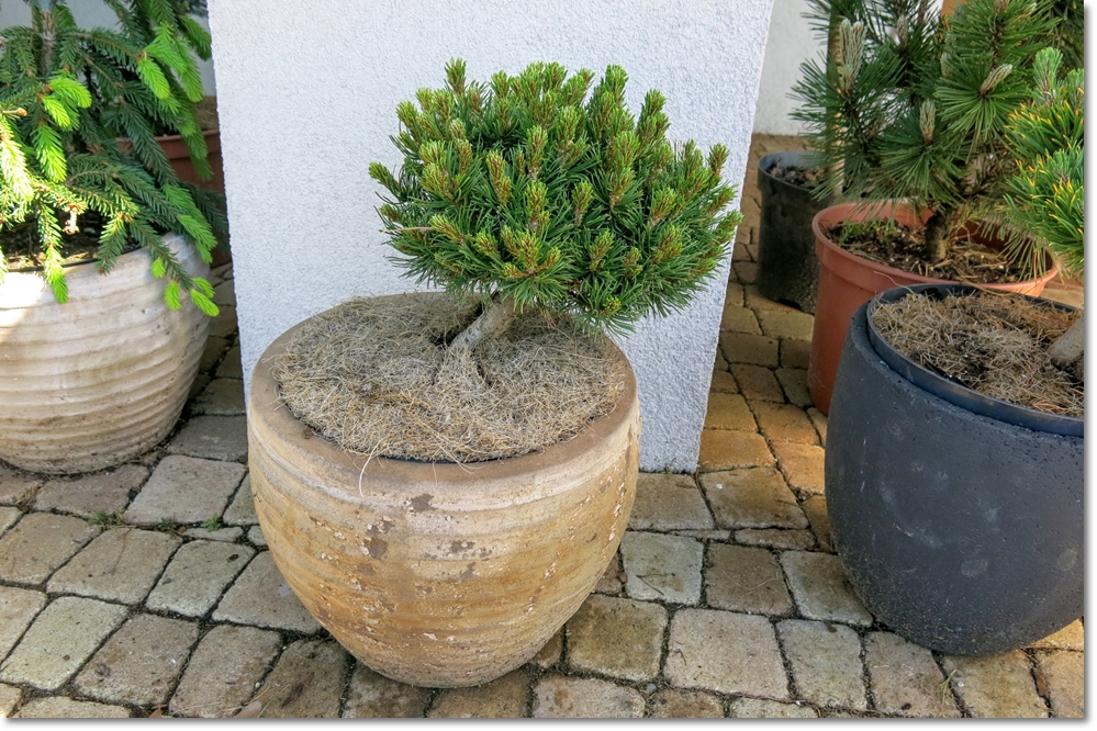 Pinus  mugo 'Edsal Wood' - piękny unikat !!!