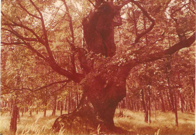 WOLIN --- DĄB WOLINIAN --- 1969