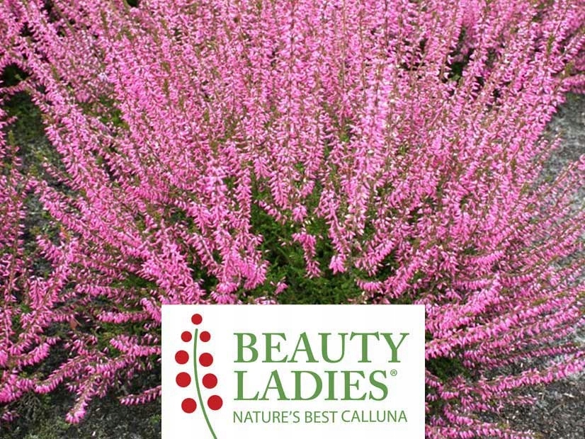 Wrzos Myrtha BEAUTY LADIES ~ Duże Sadzonki C0,6