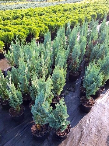 cyprysik Lawsona 'Columnaris' 50 cm nienieski