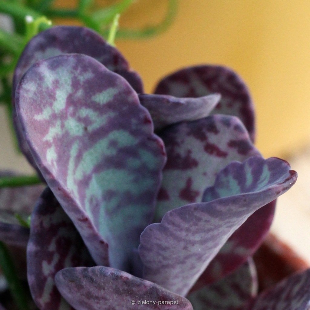Kalanchoe humilis - nakrapiana żyworódka