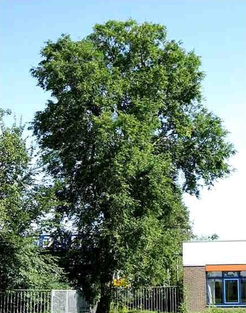 Wiąz syberyjski C3 80-100cm