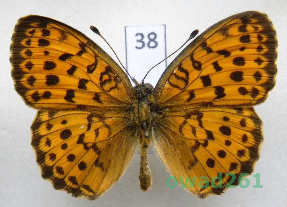 Brenthis daphne Dostojka dafne Bulgaria38