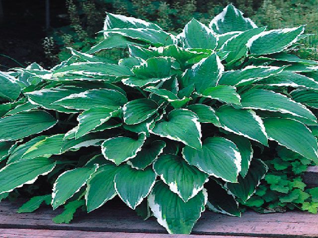 HOSTA - FUNKIA OGRODOWA CRISPULA 1 szt *B