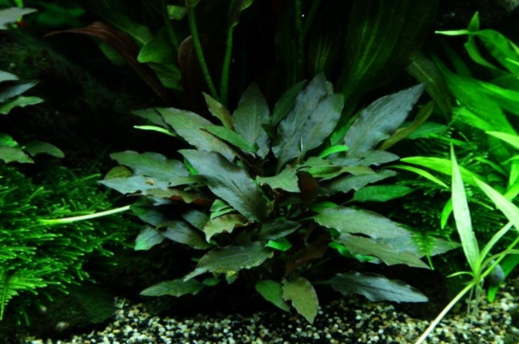 KRYPTOKORYNA zwartka PETCHII cryptocoryne KOSZYK
