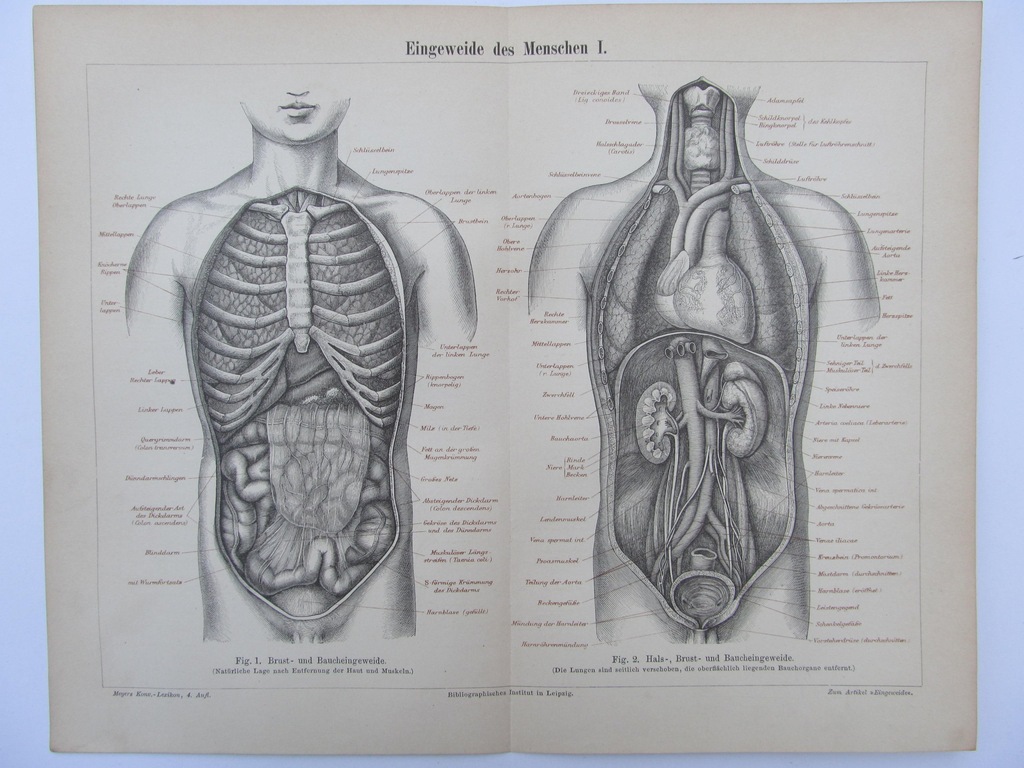 ANATOMIA WNĘTRZNOŚCI CZŁOWIEKA A rycina 1889 r.