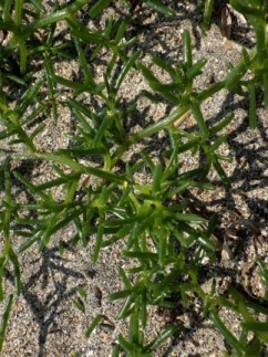 Solanka komarowa (Salsola komarovii) 20 nasion