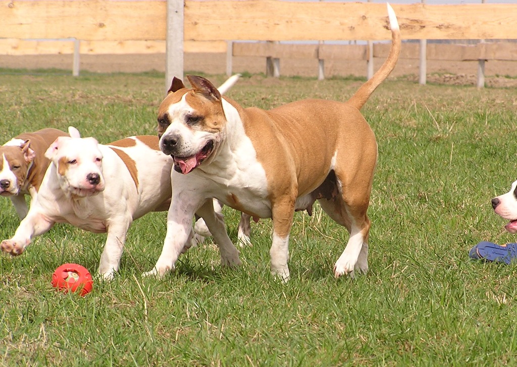 American Staffordshire Terrier ZKwP , Amstaff FCI