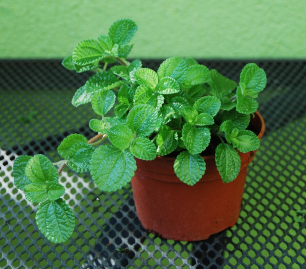 PILEA PERUWIAŃSKA ZIELONA Pilea spruceana