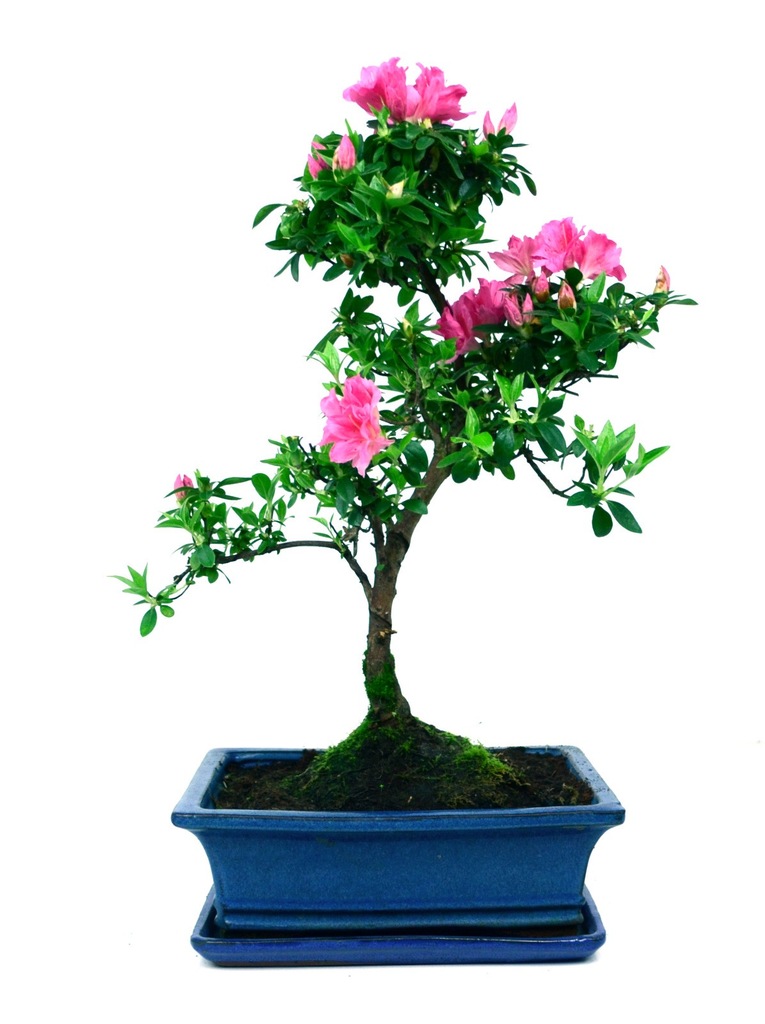 Azalia indica - bonsai