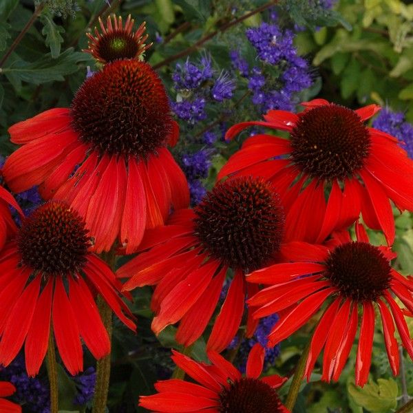 Jeżówka purpurowa (Echinacea) Firebird sadzonka