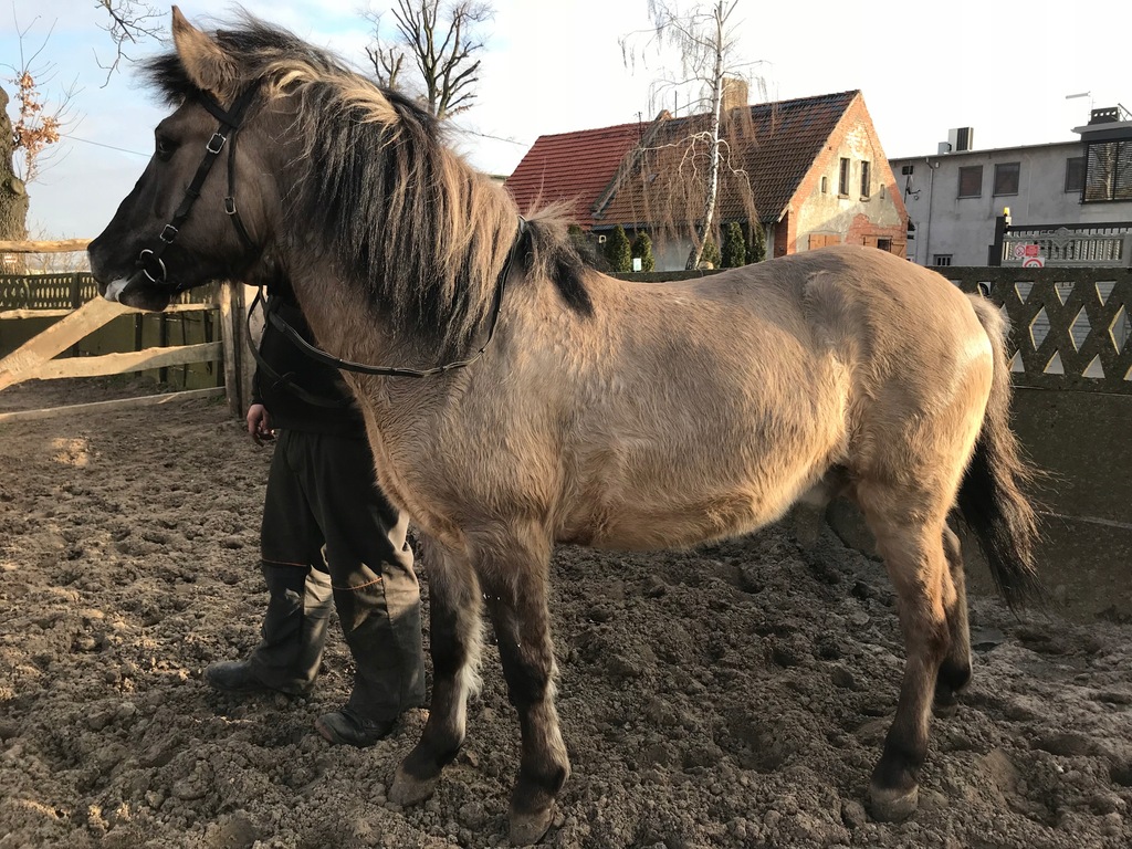 KONIKI POLSKIE PARA