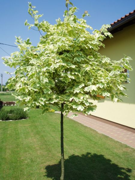 KLON KULISTY ZIELONY -BIAŁY  SZCZEPIONY 190 CM