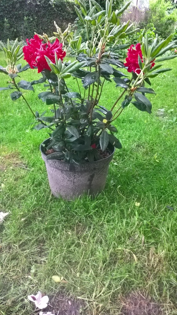 różanecznik /rhododendron Erato doniczka 15l