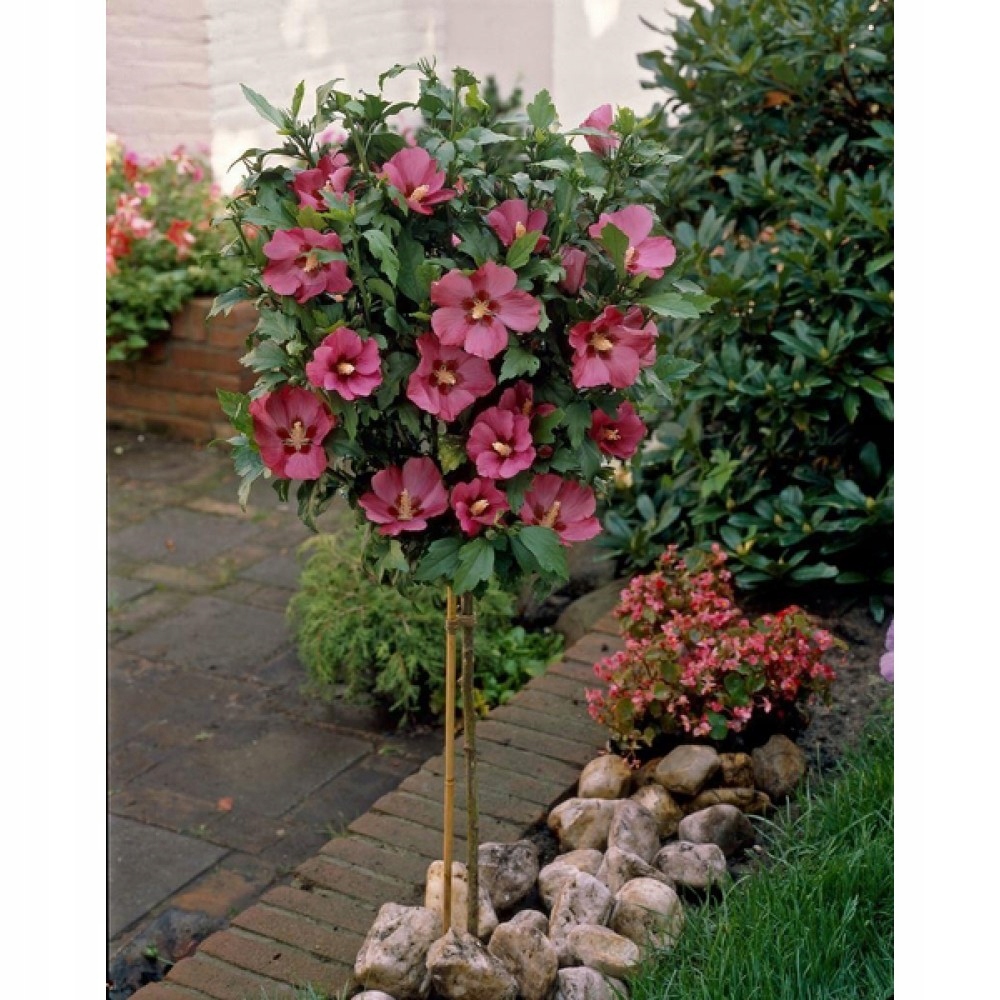 Hibiscus Syriacus Woodbidge szczepiony 150