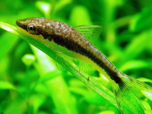 otosek glonojad otocinklus