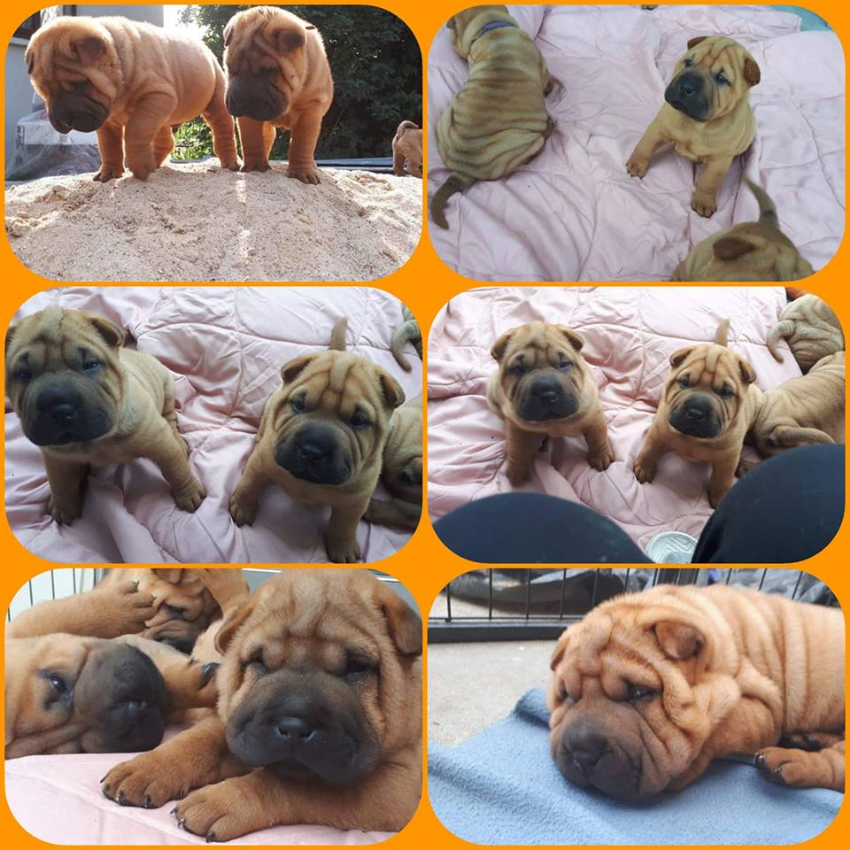 PRZEPIĘKNE SZCZENIĘTA SHAR PEI