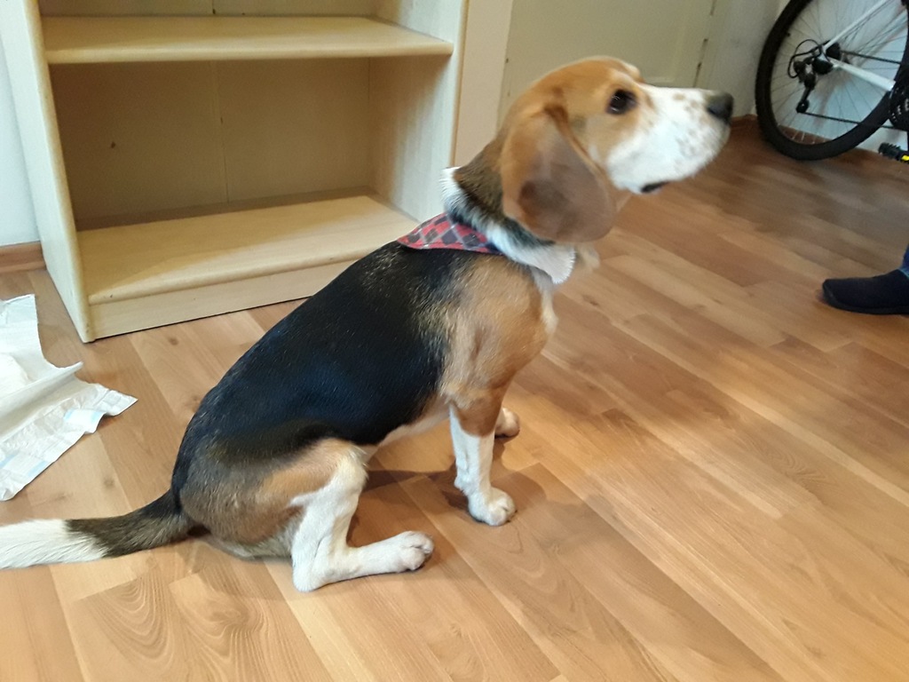 Sprzedam psa rasy beagle