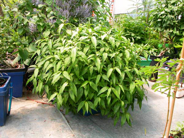 Mięta wietnamska kolendra persicaria odorata 1l