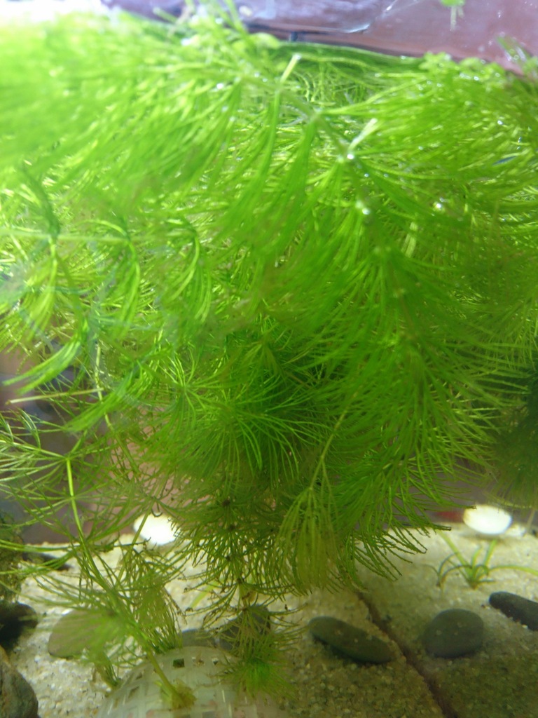 Rogatek sztywny Ceratophyllum demersum do akwarium