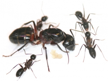 Mrówki Camponotus ligniperda 11-20 robo+potomstwo