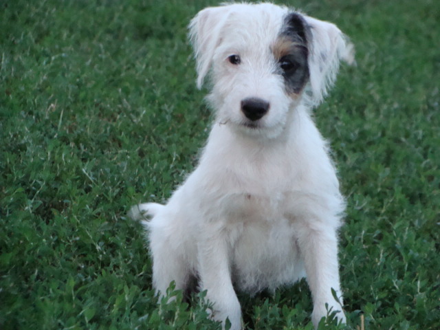 Parson Russell Terrier- rodowodowa suczka ZKwP