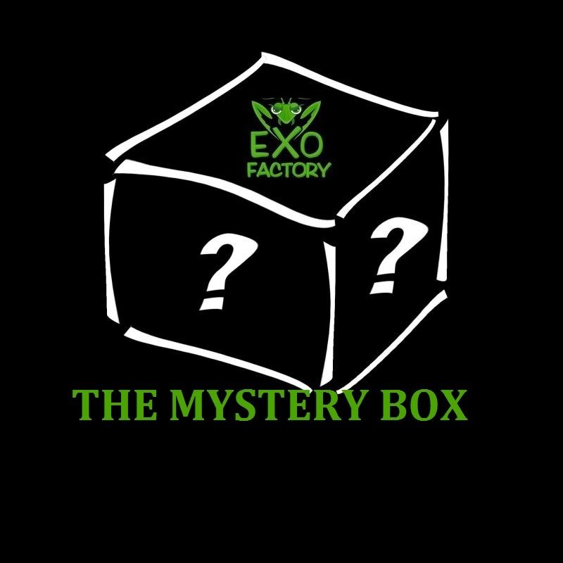 Mystery Box z modliszkami od Exo Factory Rozmiar S