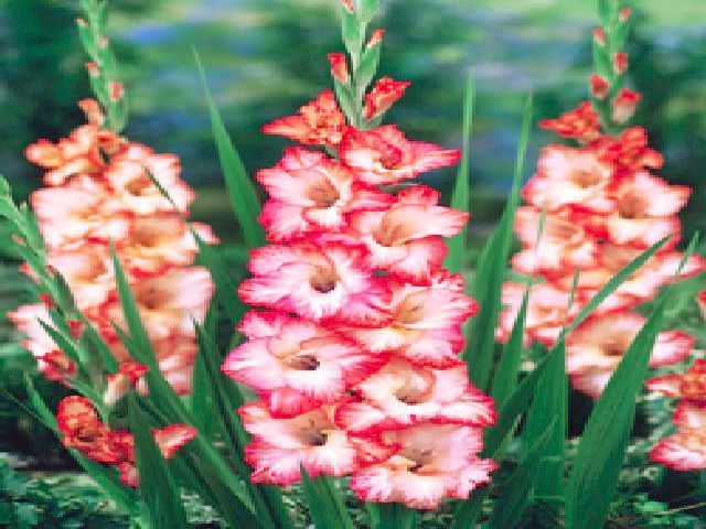 GLADIOLUS - MIECZYK BIAŁO-RÓŻOWY 5 szt *B