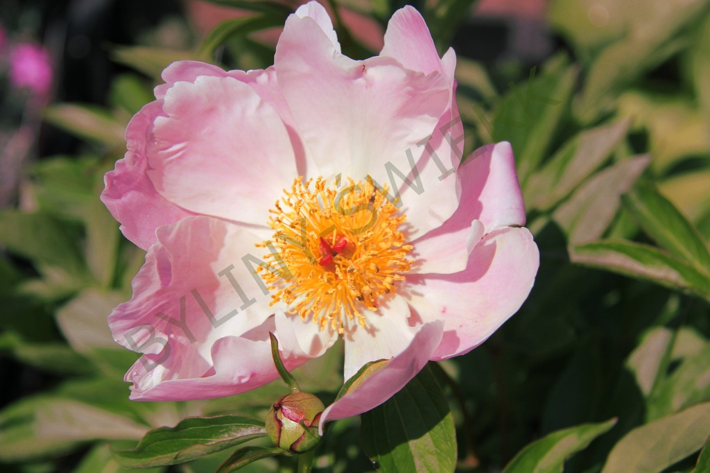 Paeonia lactiflora Nymphe Piwonia różowa pusta