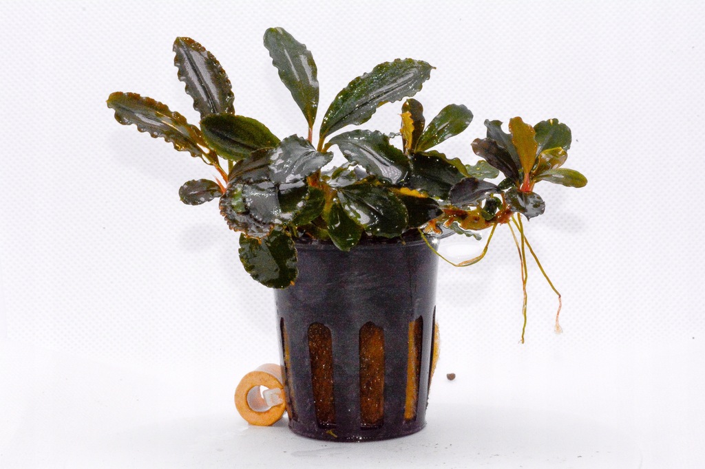 Bucephalandra BROWNIE HERMES duży koszyk
