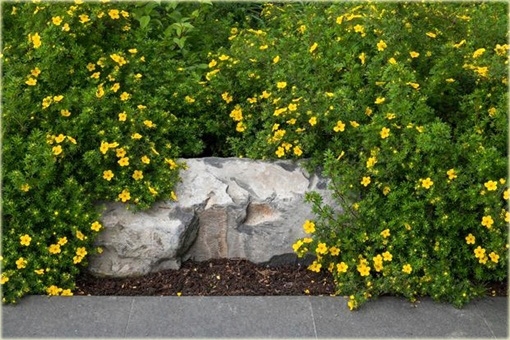 krzewy Pięciornik krzewiasty Annette Potentilla fr