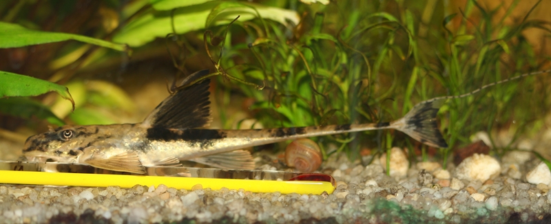 Loricaria simillima Zbrojnik ekwadorski
