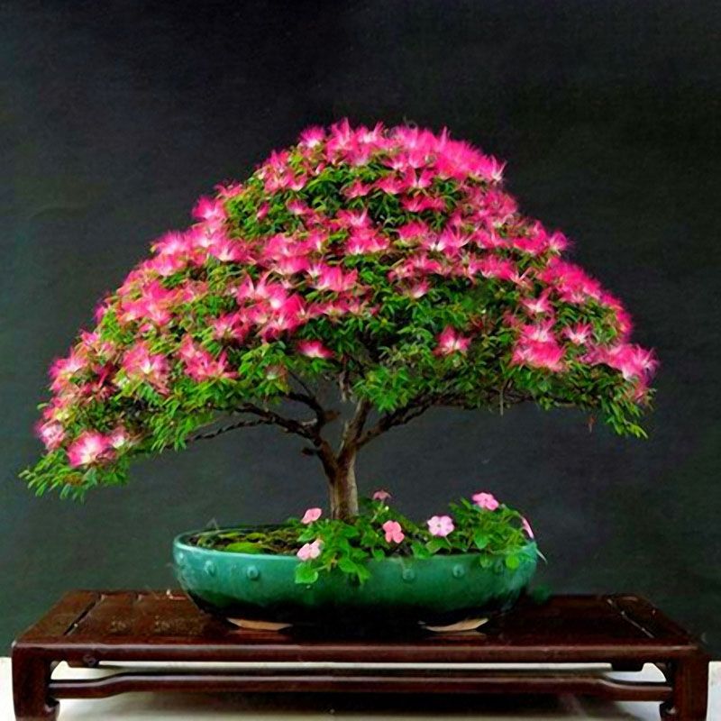 Wyjątkowe kolorowe bonsai Akacja - nasiona