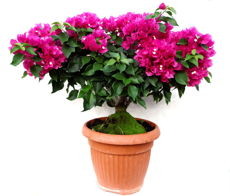 Bugenwilla ( Bougainvillea) 3 kolory PROMOCJA