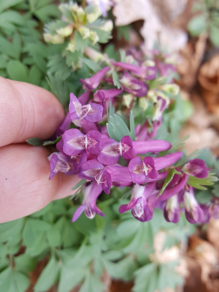 KOKORYCZ PUSTA 2 sadzonki (corydalis cava)