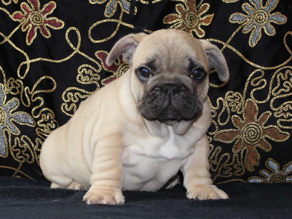 Buldog francuski biszkoptowy przebadani rodzice