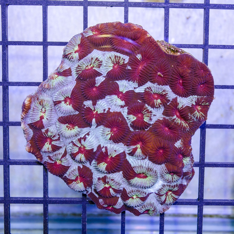 WYSIWYG Favia spp. TwojaRafa.pl koralowce morskie