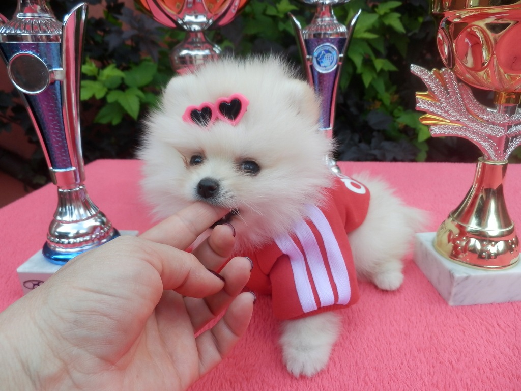 Pomeranian boo hot sale cena