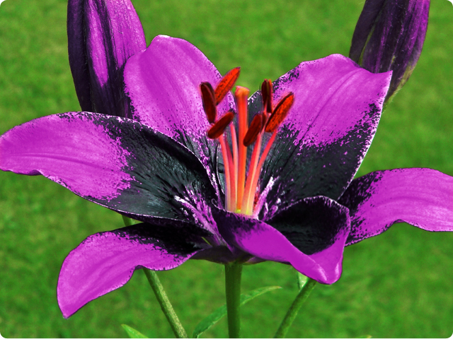 LILIA AZJATYCKA DWUKOLOROWA PURPLE EYE 1szt