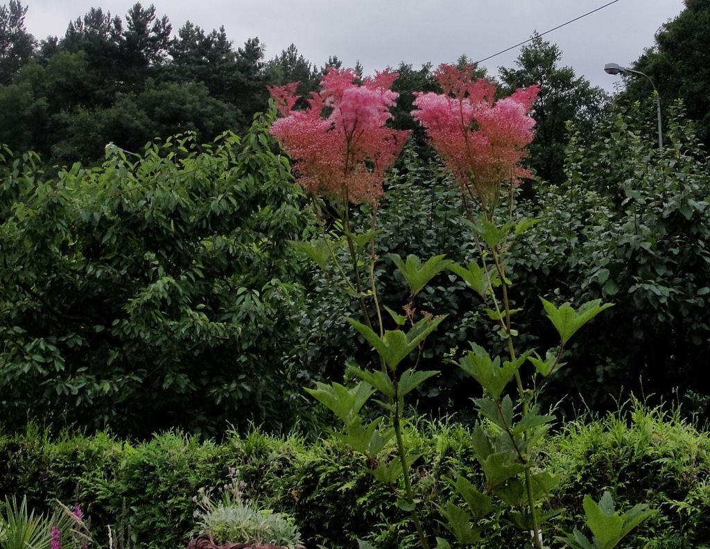 Wiązówka czerwona VENUSTA Filipendula rubra