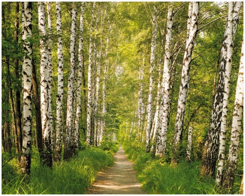 LAS DRZEWA FOTOTAPETA NATURA FOTOTAPETY TAPETY