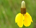 Nasturtium Väčší MIX - Semená 5g, Pestovateľská Rastlina s Jedlými Kvetmi Odroda Nasturcja Większa Mieszanka