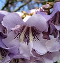 Semená Paulownia Omszona 0,1 g Hmotnosť 0.1 g