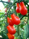 Trpasličí paradajka DENAR (stredne skorá) Odroda Pomidor 'Denar'
