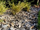 GRIT GRAVEL Greywacke Bark Garden Stone 20 кг