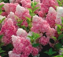 Kyticová hortenzia VANILLE FRAISE NA KMENI jahodové kvety SADENICA Latinský názov hydrangea paniculata